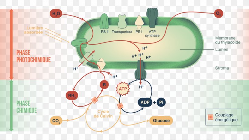 Photosynthesis Calvin Cycle Thylakoid Photochemistry Sciences De La Vie Et De La Terre, PNG, 1000x563px, Photosynthesis, Balance Sheet, Bank, Calvin Cycle, Centimeter Download Free