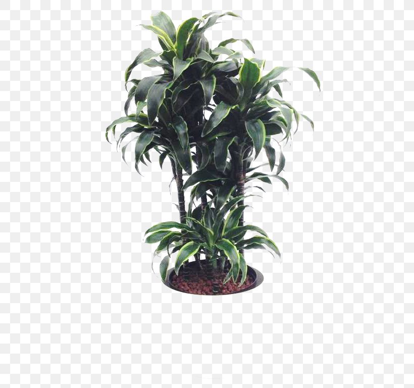 Tree Flowerpot Houseplant Evergreen Shrub, PNG, 768x768px, Tree, Arecales, Evergreen, Flowerpot, Houseplant Download Free