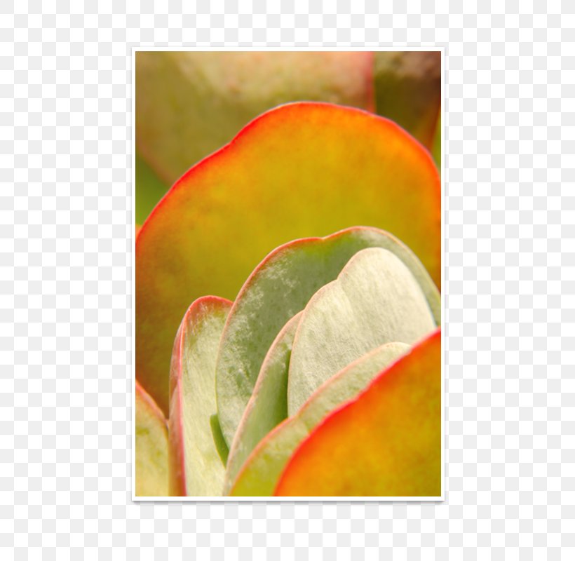Close-up, PNG, 800x800px, Closeup, Close Up, Flower, Fruit, Leaf Download Free