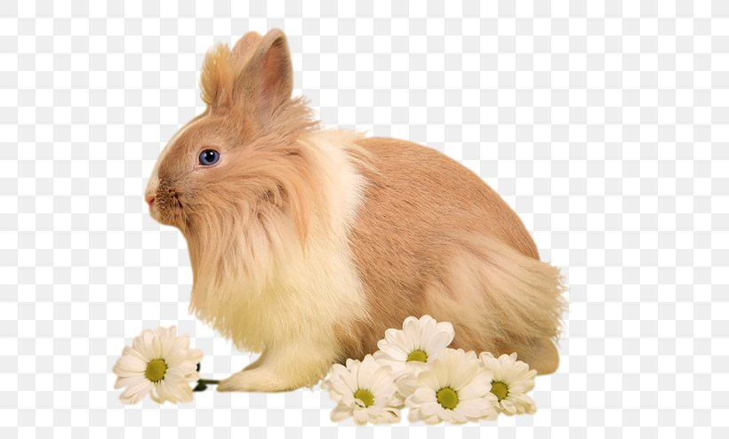Domestic Rabbit Hare Image, PNG, 600x494px, Domestic Rabbit, Angora Rabbit, Animal, Animal Figure, Birthday Download Free