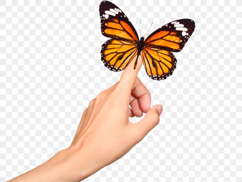 Estetica Claudia Monarch Butterfly Web Hosting Service RU-CENTER Neck, PNG, 1000x753px, Monarch Butterfly, Arthropod, Body, Brush Footed Butterfly, Butterfly Download Free