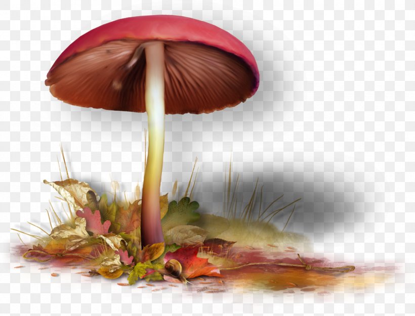 Fungus Blog Clip Art, PNG, 1280x976px, Fungus, Animation, Autumn, Blog, Centerblog Download Free