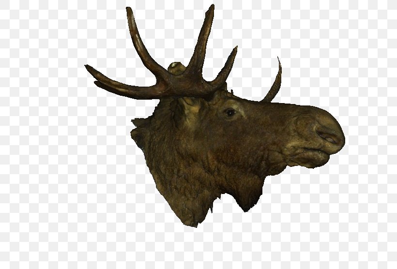 Moose Elk Antler, PNG, 717x556px, Moose, Antler, Deer, Elk, Horn Download Free