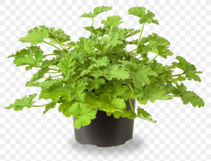 Geraniums Crane's-bill Pelargonium Capitatum Coriander Regal Pelargonium, PNG, 916x700px, Geraniums, Aroma Compound, Coriander, Crane Sbill, Flowerpot Download Free