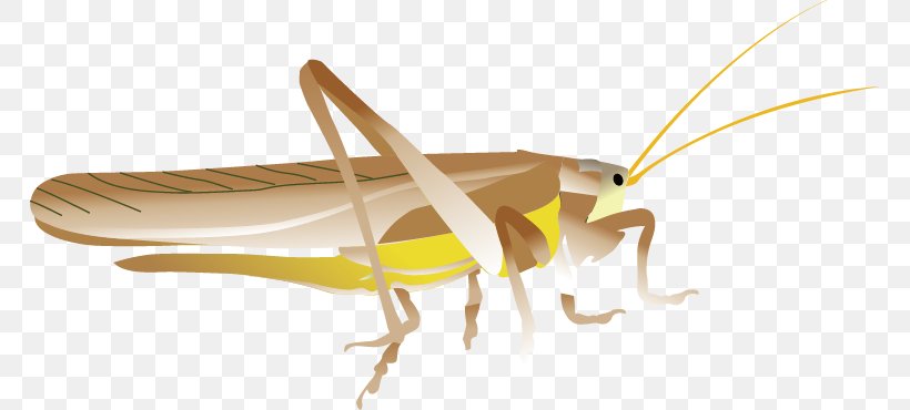 Insect Euclidean Vector Grasshopper Caelifera, PNG, 765x370px, Insect, Arthropod, Caelifera, Cricket, Euclidean Distance Download Free