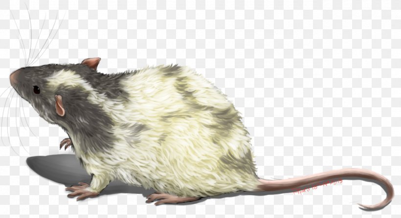 Rat Gerbil Mouse Rodent Mammal, PNG, 1280x699px, Rat, Animal, Dormouse, Fauna, Fur Download Free