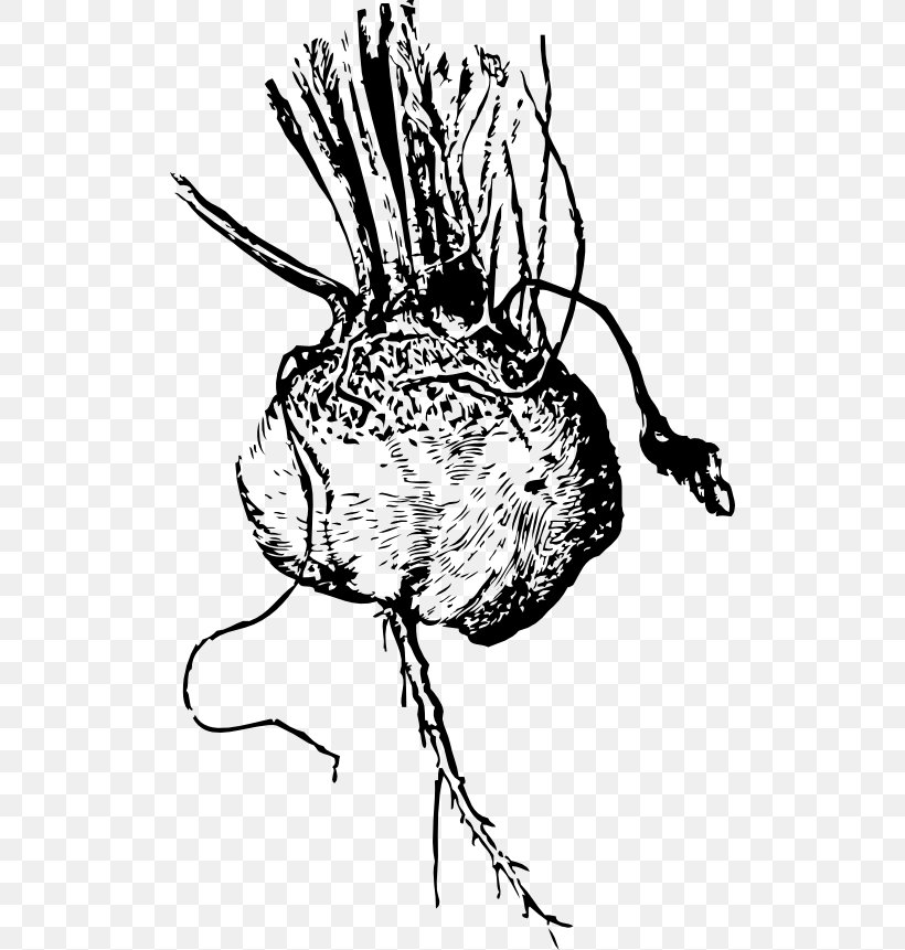 Borscht Beetroot Turnip Sugar Beet Food, PNG, 512x861px, Watercolor, Cartoon, Flower, Frame, Heart Download Free