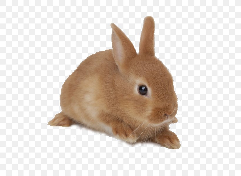 Domestic Rabbit Netherland Dwarf Rabbit Rex Rabbit Holland Lop Jersey Wooly, PNG, 600x600px, Domestic Rabbit, Animal, Blanc De Hotot, British Rabbit Council, Dog Download Free