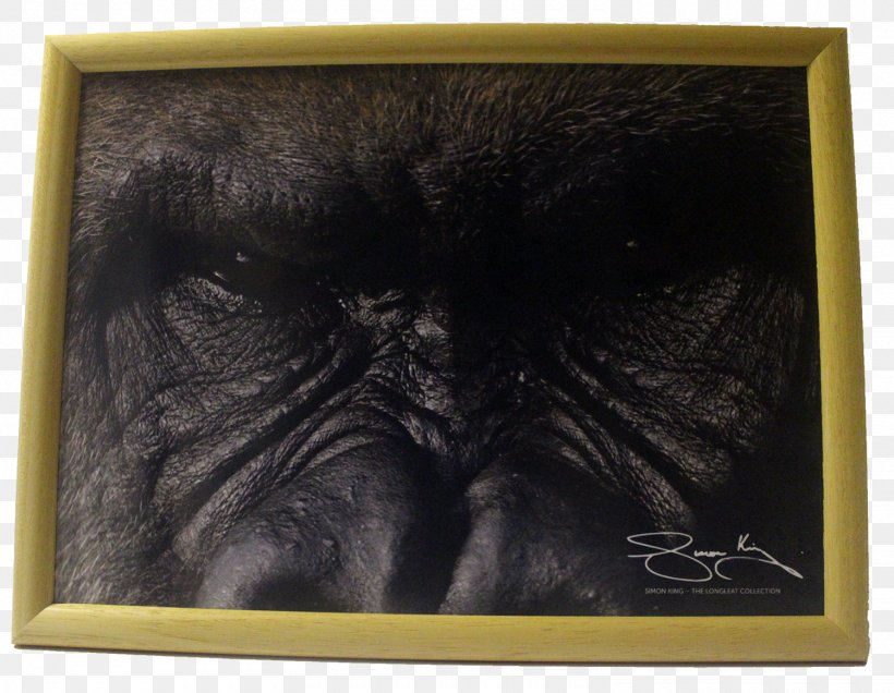 Gorilla Chimpanzee Picture Frames Snout, PNG, 1500x1164px, Gorilla, Chimpanzee, Fauna, Great Ape, Mammal Download Free