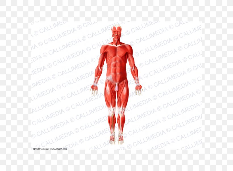 Human Body Muscle Human Anatomy Muscular System, PNG, 600x600px, Watercolor, Cartoon, Flower, Frame, Heart Download Free