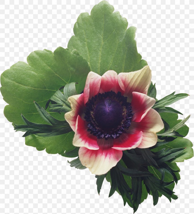 Igloo Flower Plant Information, PNG, 2150x2374px, Igloo, Anemone, Annual Plant, Bad Boy, Crazy Download Free