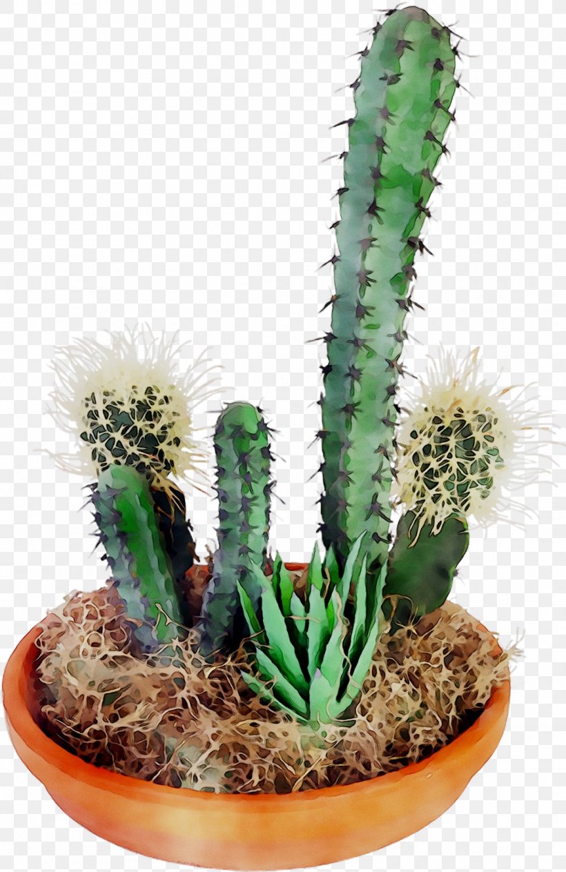 San Pedro Cactus Triangle Cactus Thorns, Spines, And Prickles Image, PNG, 1117x1723px, San Pedro Cactus, Acanthocereus, Acanthocereus Tetragonus, Bing, Botany Download Free
