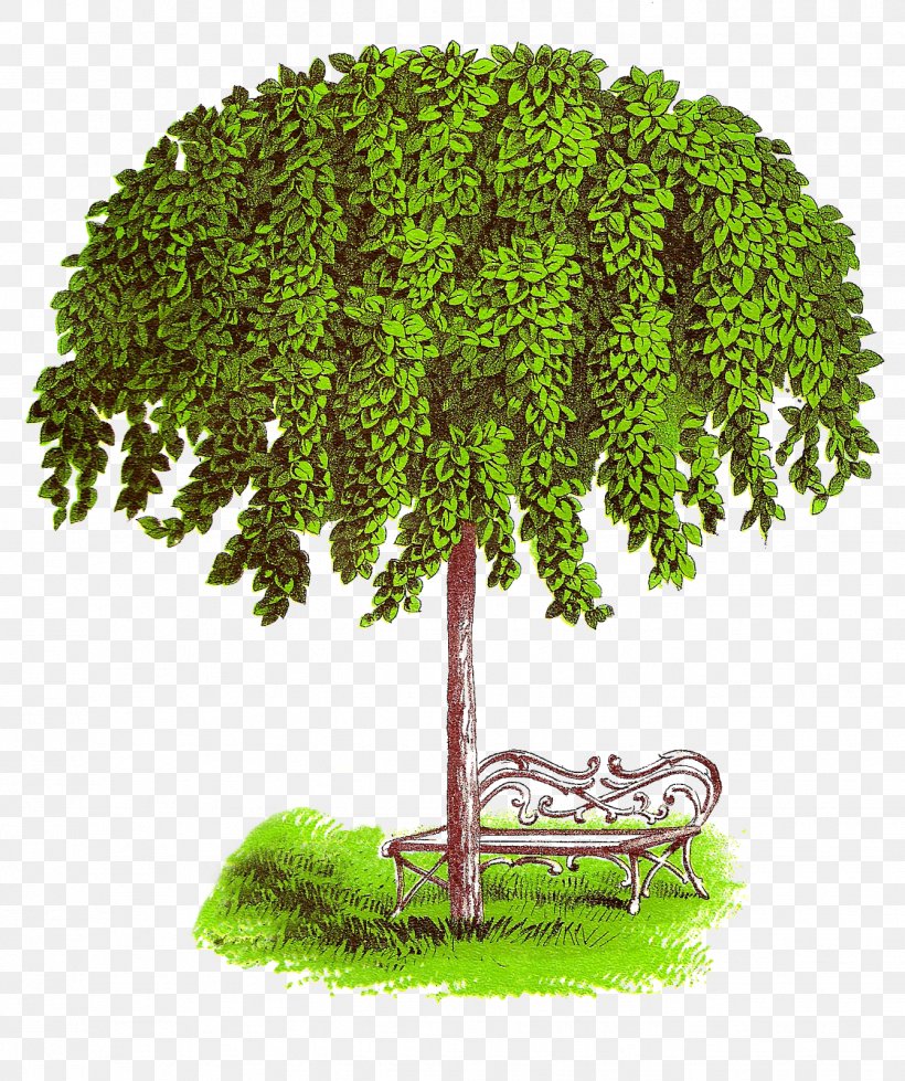 State Tree Clip Art, PNG, 1339x1600px, Tree, Botany, Child, Christmas Tree, Elm Download Free