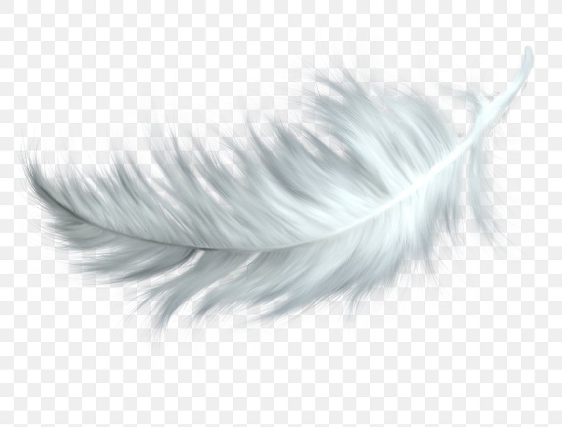 Feather Clip Art, PNG, 800x624px, Feather, Black And White, Close Up, Drawing, Eyelash Download Free