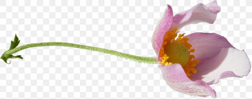 Tulip Cut Flowers Blume Petal, PNG, 980x387px, 2017, 2018, Tulip, April, August Download Free