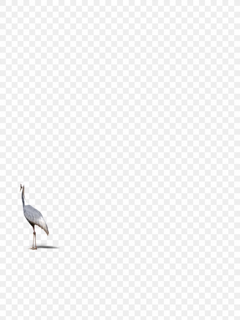 Water Bird Beak Pattern, PNG, 1701x2268px, Bird, Beak, Texture, Water Bird Download Free