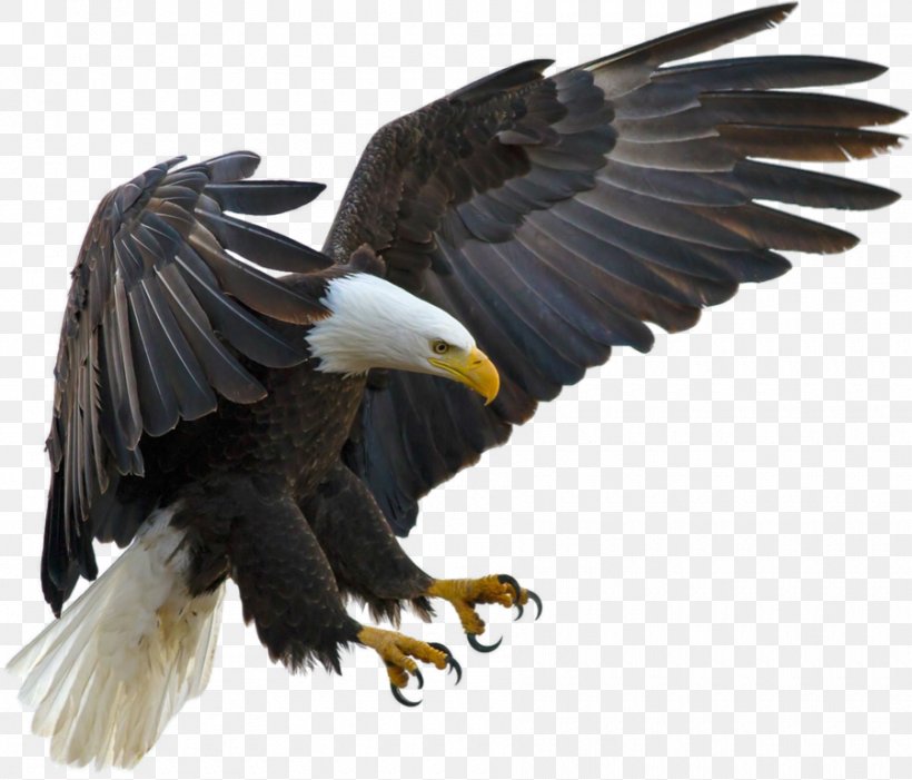 Bald Eagle Bird Tawny Eagle Golden Eagle, PNG, 900x770px, Bald Eagle, Accipitriformes, Animal, Beak, Bird Download Free