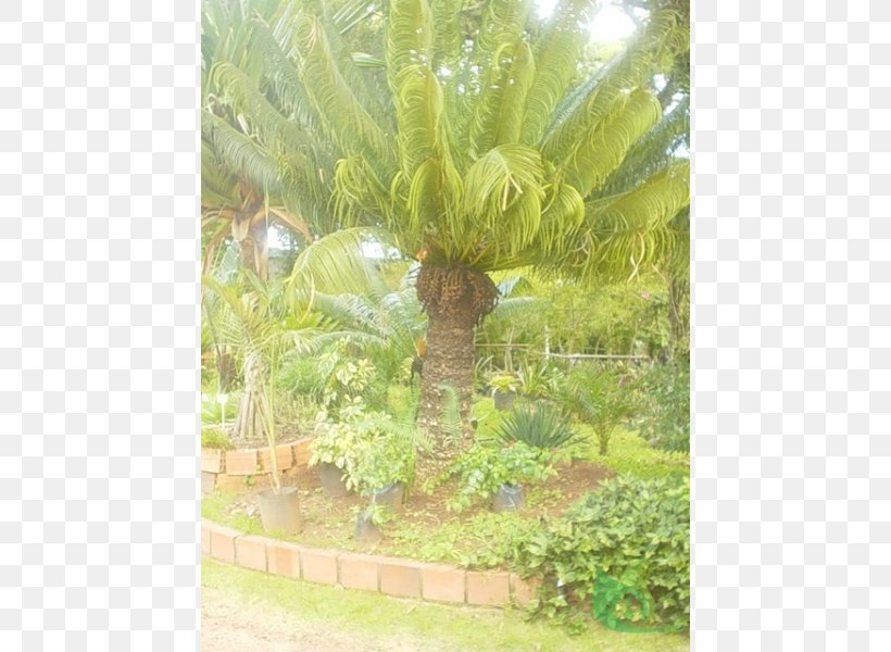 Canoas Garden Center Houseplant Sago Palm Garden Centre, PNG, 600x600px, Canoas Garden Center, Arecales, Botanical Garden, Canoas, Cycas Circinalis Download Free