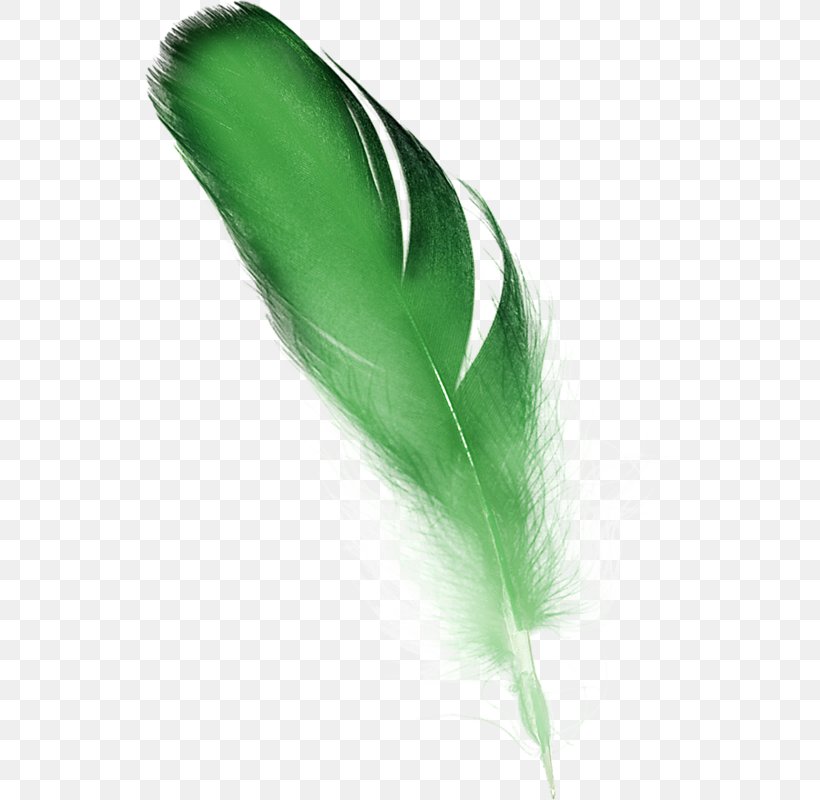 Feather Green Clip Art, PNG, 529x800px, Feather, Adobe Fireworks, Color, Computer Software, Grass Download Free