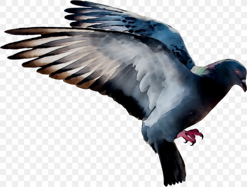 Pigeons And Doves Bird Domestic Pigeon Flight Squab, PNG, 1380x1044px, Pigeons And Doves, Beak, Bird, Domestic Pigeon, Doves As Symbols Download Free