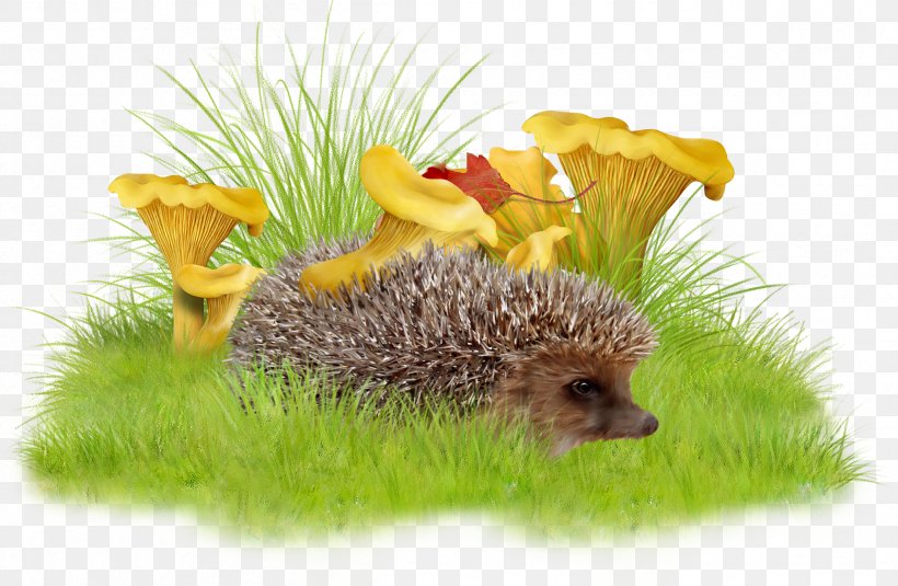 Raster Graphics Clip Art, PNG, 2412x1576px, Raster Graphics, Depositfiles, Domesticated Hedgehog, Echidna, Erinaceidae Download Free