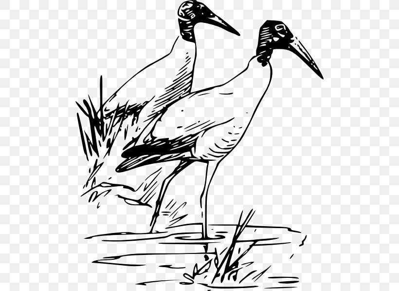 Bird Ibis Drawing Wood Stork Clip Art, PNG, 510x597px, Bird, American White Ibis, Art, Beak, Black And White Download Free