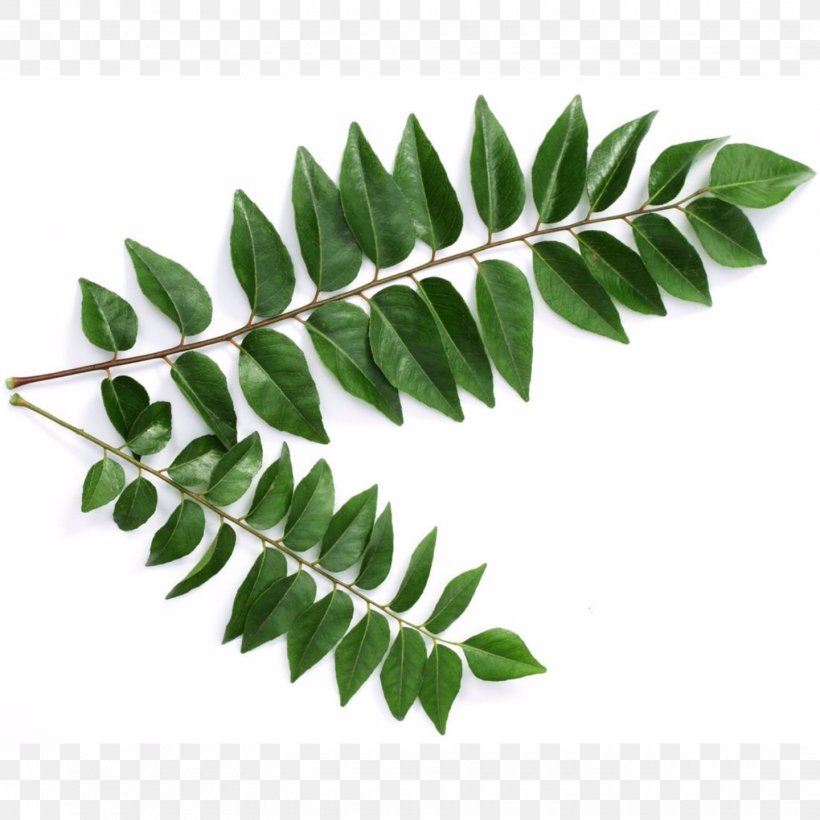 Curry Tree Leaf Sri Lankan Cuisine Health Indian Cuisine, PNG, 1440x1440px, Curry Tree, Branch, Celery, Curry, Curry Powder Download Free