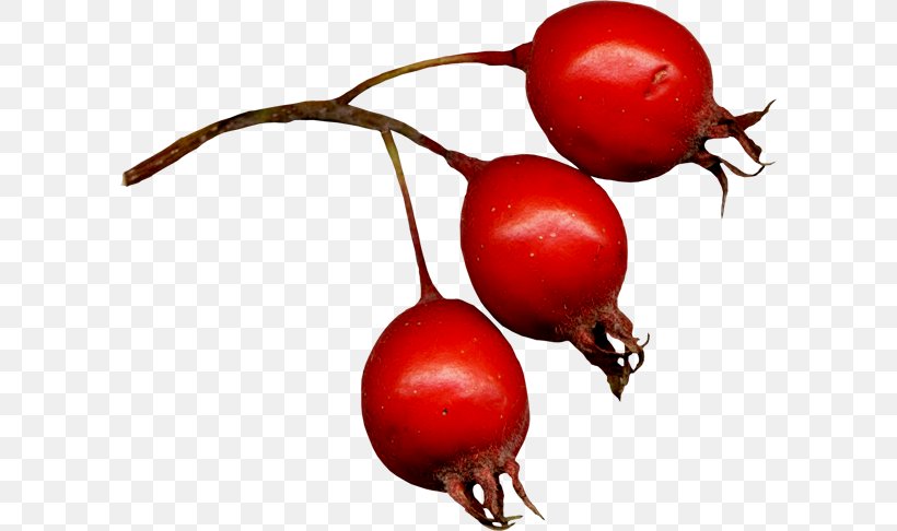 Rose Hip Zagavory Magic Plum Tomato Clip Art, PNG, 600x486px, Rose Hip, Auglis, Beet, Beetroot, Berry Download Free