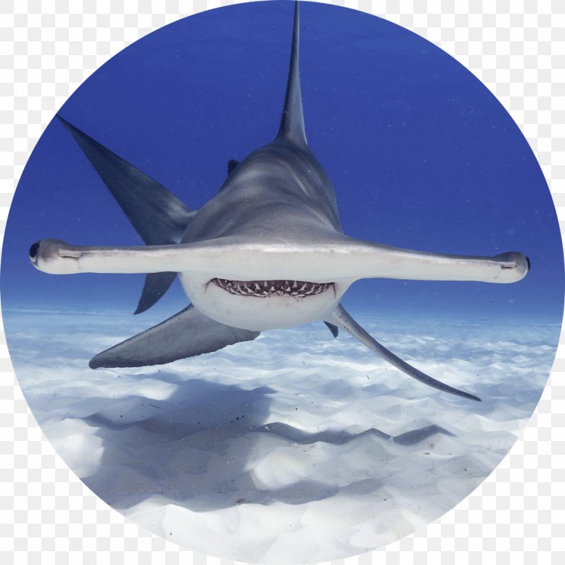Shark Stock Photography Getty Images, PNG, 1000x1000px, Shark, Aerospace Engineering, Air Travel, Aircraft, Aviation Download Free