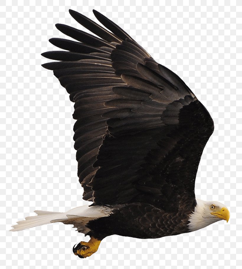 Bald Eagle Buzzard Hawk Vulture, PNG, 795x911px, Bald Eagle, Accipitriformes, Beak, Bird, Bird Of Prey Download Free