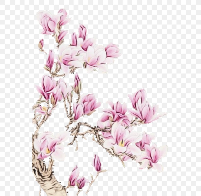Cherry Blossom Cartoon, PNG, 557x800px, Pedicure, Blossom, Cherry Blossom, Chinese Magnolia, Cut Flowers Download Free
