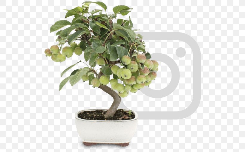 Chinese Sweet Plum Flowerpot Tree Sageretia, PNG, 530x510px, Chinese Sweet Plum, Bonsai, Flowerpot, Houseplant, Plant Download Free