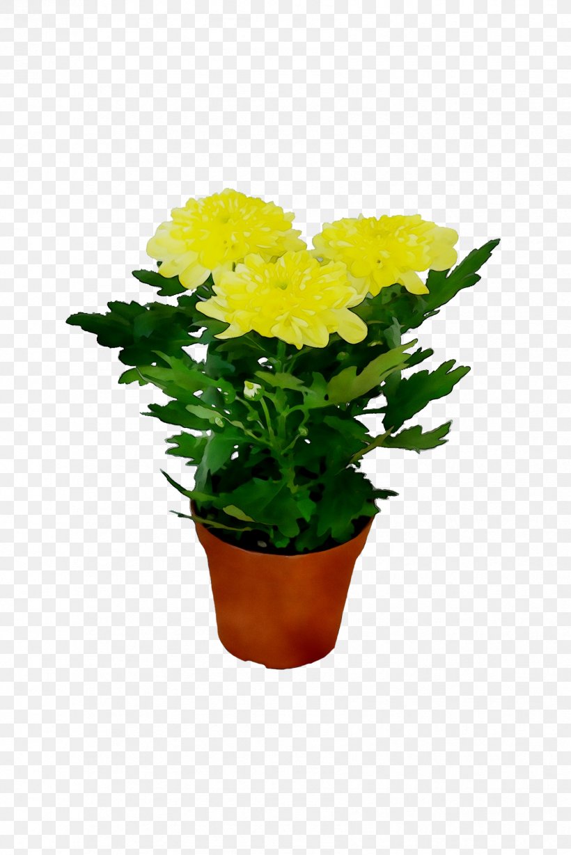 Chrysanthemum Flowerpot Herbaceous Plant Annual Plant Cut Flowers, PNG, 1699x2548px, Chrysanthemum, Annual Plant, Cut Flowers, Evening Primrose, Flower Download Free