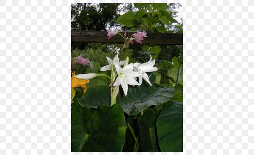 Daturas, PNG, 500x500px, Daturas, Datura, Flora, Flower, Flowering Plant Download Free