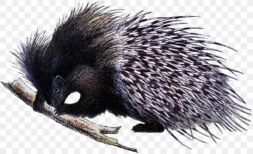 Domesticated Hedgehog Echidna Porcupine Fauna, PNG, 1800x1098px, Domesticated Hedgehog, Domestication, Echidna, Erinaceidae, Fauna Download Free