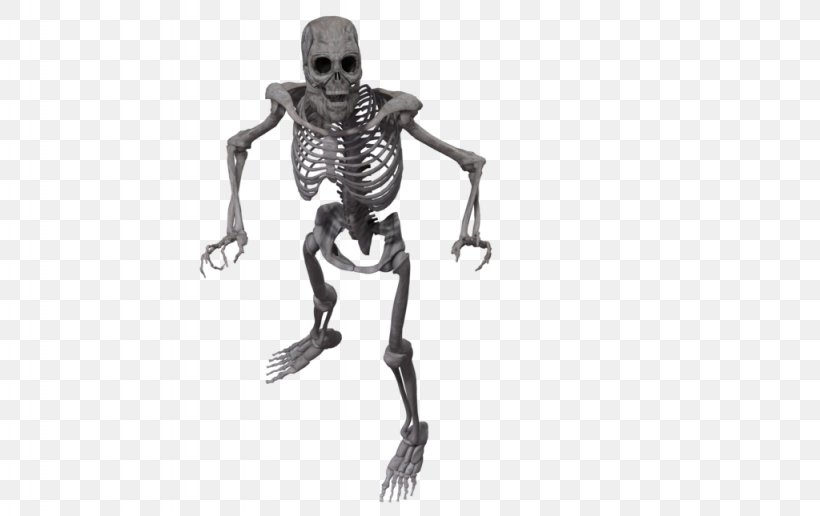 Human Skeleton Bone, PNG, 1024x645px, Skeleton, Anatomy, Arm, Black And White, Bone Download Free