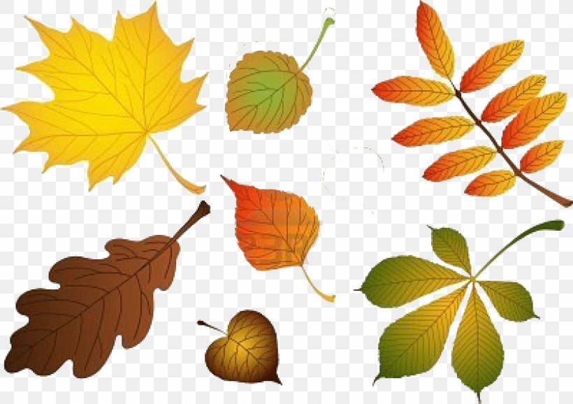 Leaf Birch, PNG, 1200x846px, Leaf, Autumn, Birch, Branch, Cottonwood Download Free