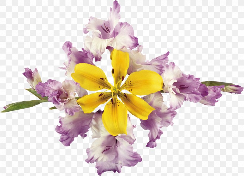 .li .de Lilium Flower .ru, PNG, 1200x866px, Lilium, Blog, Cut Flowers, Email, Floral Design Download Free
