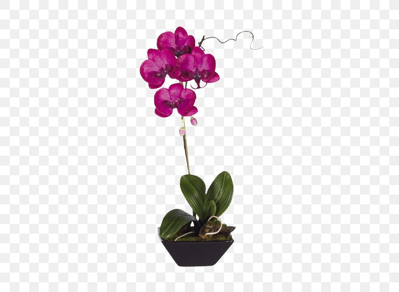 Moth Orchids Flowerpot Dendrobium, PNG, 600x600px, Moth Orchids, Artificial Flower, Cattleya, Cattleya Orchids, Cut Flowers Download Free