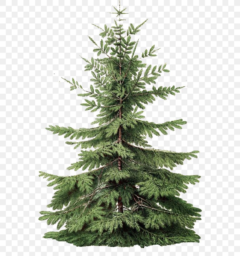Spruce Fir Christmas Pine Graphic Design, PNG, 606x874px, Spruce, Biome, Christmas, Christmas Decoration, Christmas Tree Download Free