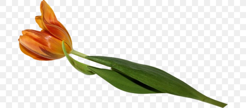 The Tulip: The Story Of A Flower That Has Made Men Mad The Tulip: The Story Of A Flower That Has Made Men Mad Plant Liliaceae, PNG, 699x359px, Tulip, Bud, Cut Flowers, Flower, Flowering Plant Download Free