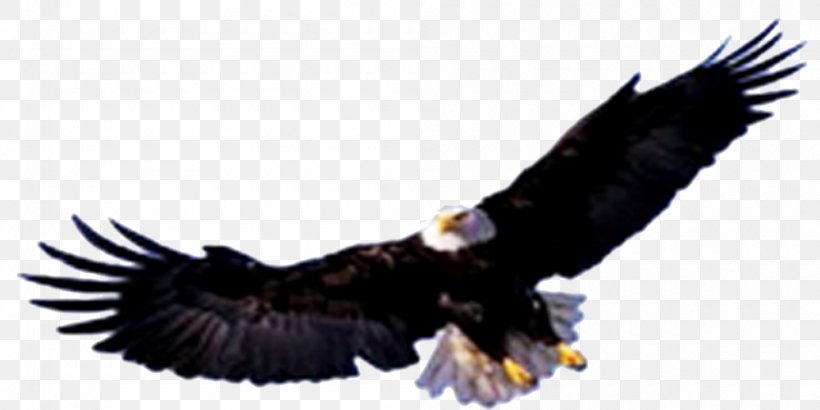 Bald Eagle Jalan Rajawali Timur Gold Bird Geevv, PNG, 1000x500px, Bald Eagle, Accipitriformes, Bandung, Beak, Bird Download Free