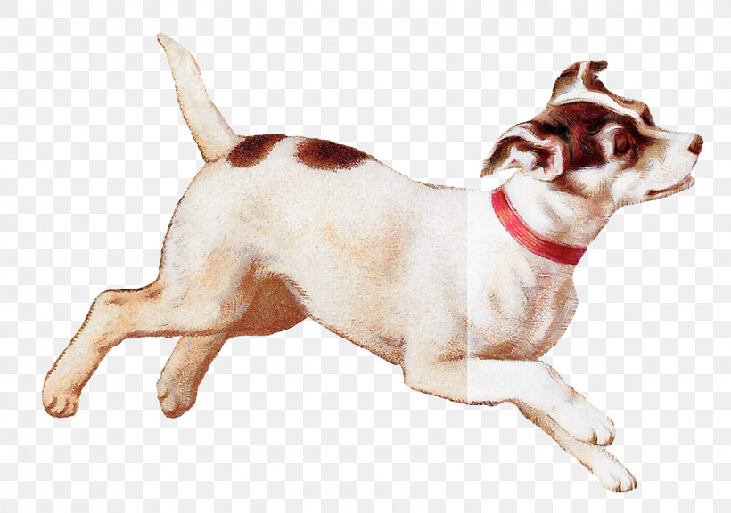 Dog Puppy Companion Dog Leash Paw, PNG, 1600x1124px, Dog, Biology, Breed, Companion Dog, Crossbreed Download Free