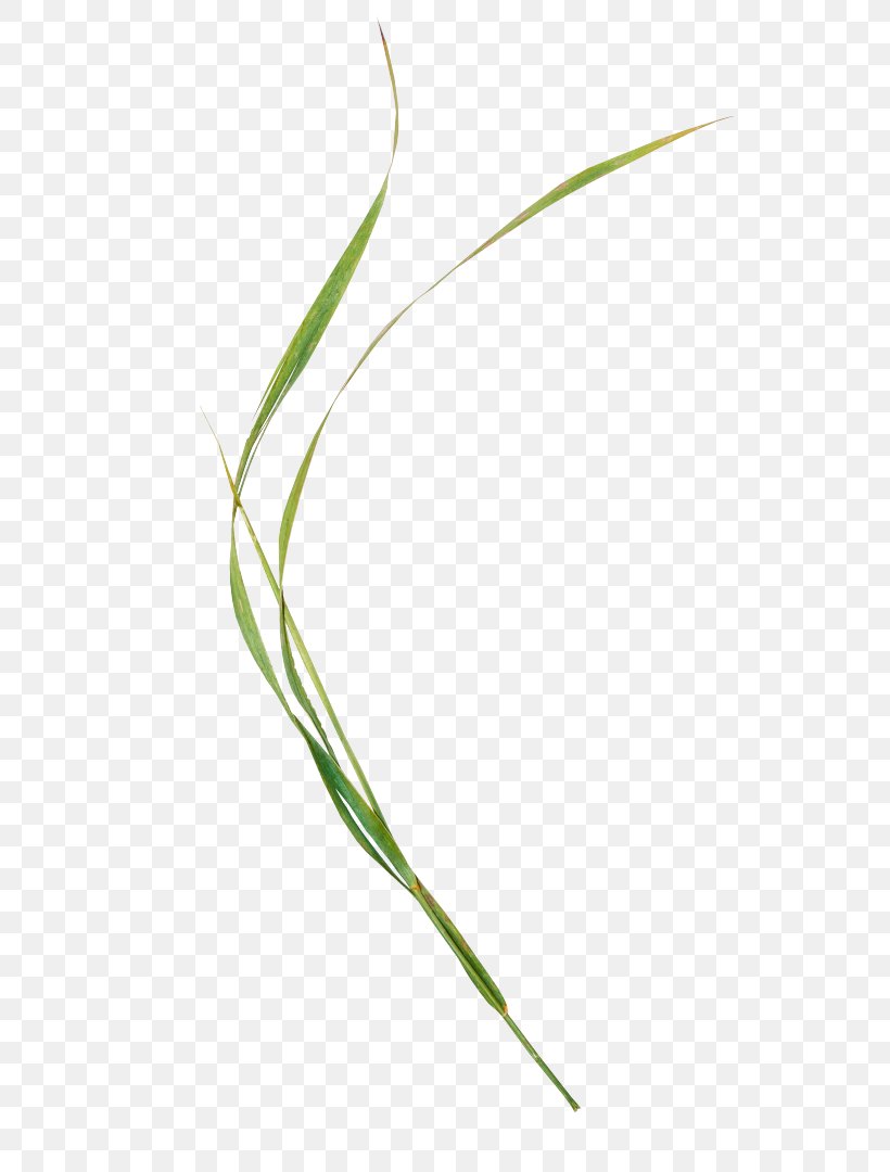 Sweet Grass Plant Stem Leaf Line Grasses, PNG, 583x1080px, Sweet Grass, Grass, Grass Family, Grasses, Leaf Download Free