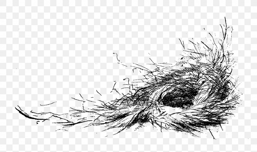 Bird Nest Drawing, PNG, 1600x946px, Bird, Art, Artwork, Bird Nest, Black And White Download Free