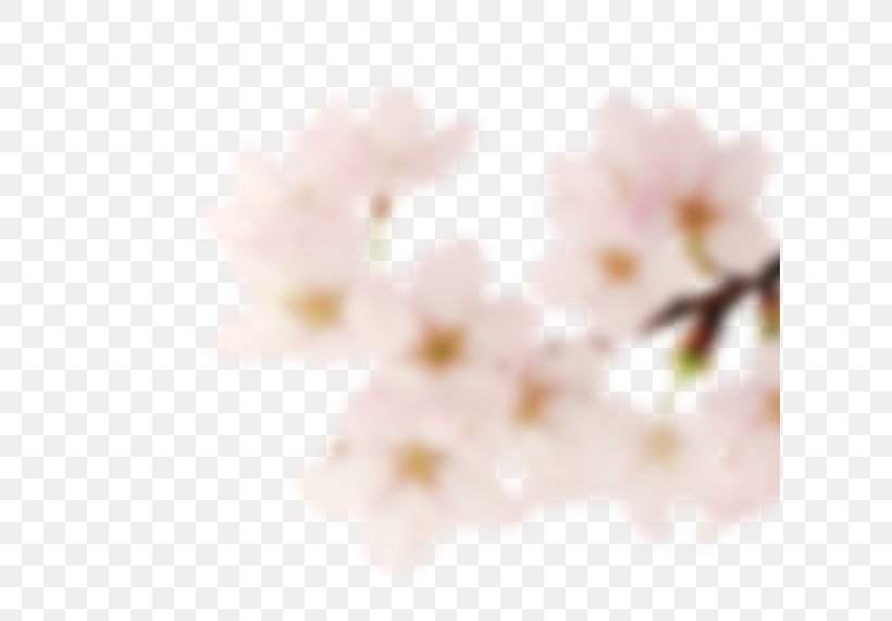 Cherry Blossom ST.AU.150 MIN.V.UNC.NR AD Close-up Pink M, PNG, 614x571px, Blossom, Branch, Cherry, Cherry Blossom, Closeup Download Free
