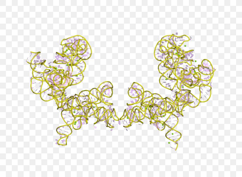 Group I Catalytic Intron Ribozyme RNA Splicing Tetrahymena, PNG, 800x600px, Intron, Active Site, Body Jewelry, Catalysis, Chemical Reaction Download Free