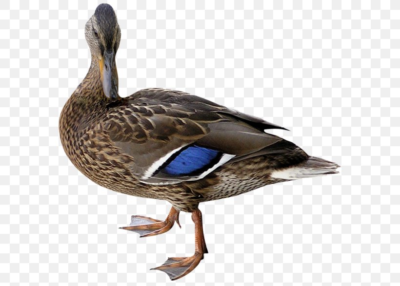 Mallard Duck Bird Cygnini, PNG, 600x587px, Mallard, Anas, Animal, Beak, Bird Download Free