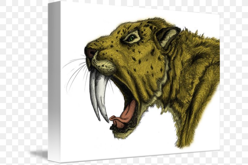 Saber-toothed Tiger Wildlife Drawing Saber-toothed Cat, PNG, 650x545px, Tiger, Animal, Big Cats, Carnivoran, Cat Like Mammal Download Free