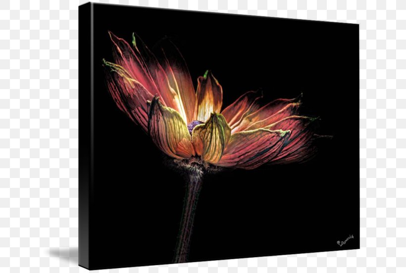 Tulip Modern Art Desktop Wallpaper Petal, PNG, 650x552px, Tulip, Art, Computer, Flower, Flowering Plant Download Free